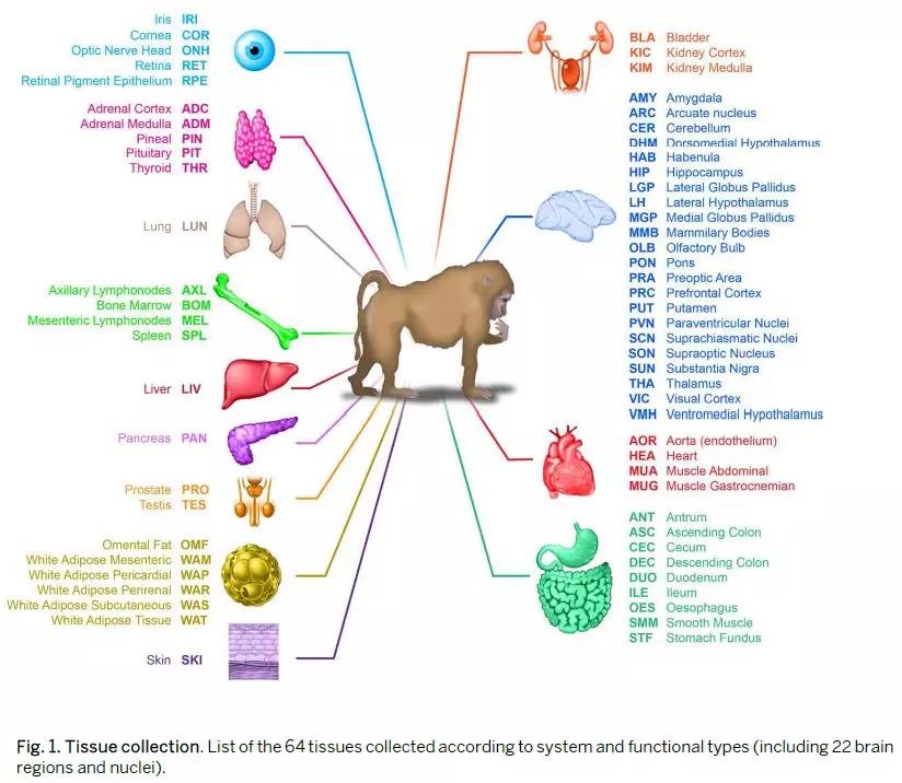 Science：基因也有“生物鐘”，至少影響150種疾病 中國科學網(wǎng)www.minimouse.com.cn